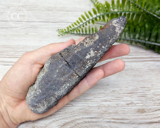 Dinosaur Bone Fossil #5