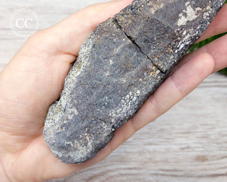 Dinosaur Bone Fossil #5