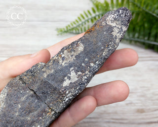 Dinosaur Bone Fossil #5