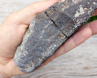 Dinosaur Bone Fossil #5