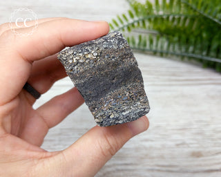 Dinosaur Bone Fossil #5