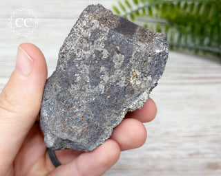 Dinosaur Bone Fossil #5