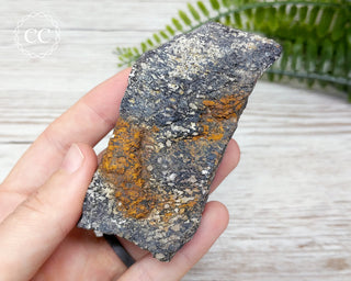 Dinosaur Bone Fossil #5