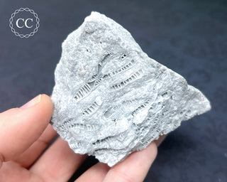 Druzy Fossil Coral #1