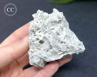 Druzy Fossil Coral #2