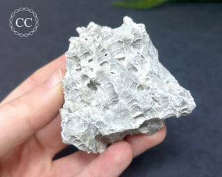 Druzy Fossil Coral #2
