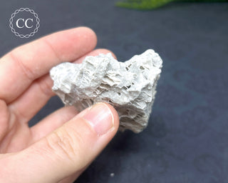 Druzy Fossil Coral #2