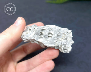 Druzy Fossil Coral #2
