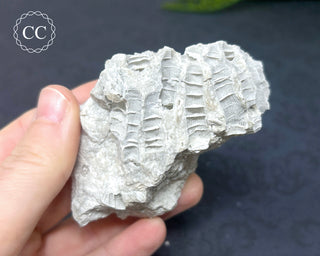 Druzy Fossil Coral #3