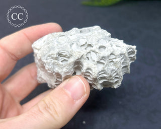 Druzy Fossil Coral #3