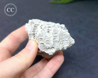 Druzy Fossil Coral #3