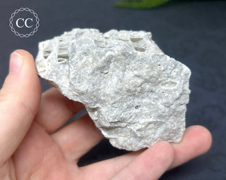 Druzy Fossil Coral #3
