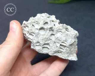 Druzy Fossil Coral #3