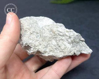 Druzy Fossil Coral #3