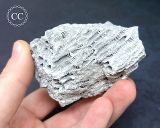 Druzy Fossil Coral #1