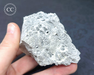 Druzy Fossil Coral #1