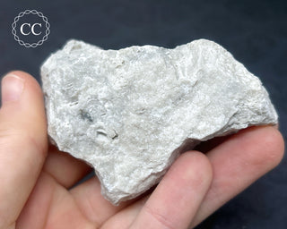 Druzy Fossil Coral #5