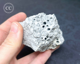 Druzy Fossil Coral #1