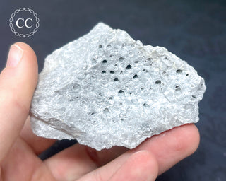 Druzy Fossil Coral #1