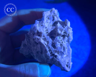 Druzy Fossil Coral #2