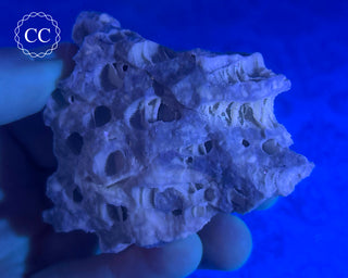 Druzy Fossil Coral #2