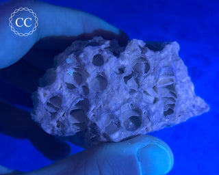 Druzy Fossil Coral #3