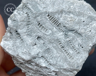 Druzy Fossil Coral #1