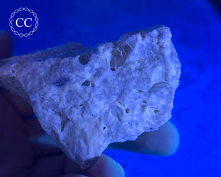 Druzy Fossil Coral #5
