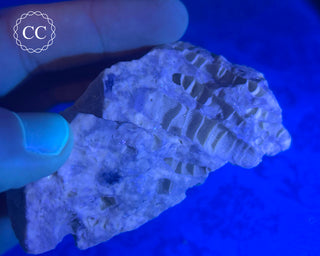 Druzy Fossil Coral #5