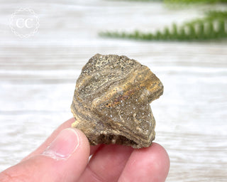 Druzy Fossil Wood Specimen #6