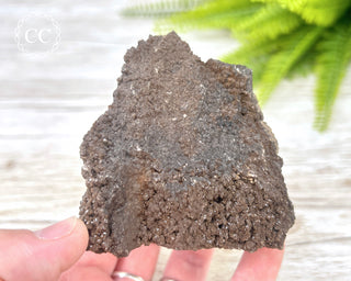 Druzy Permineralised Fossil Wood #1