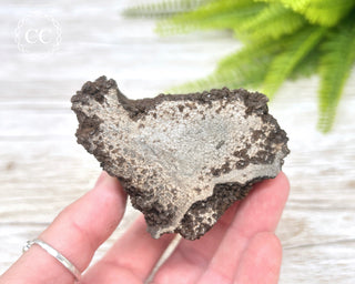 Druzy Permineralised Fossil Wood #1