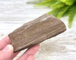 Druzy Permineralised Fossil Wood #2