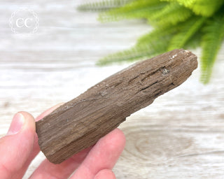 Druzy Permineralised Fossil Wood #2