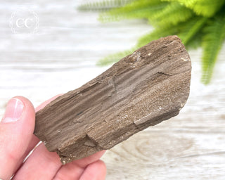 Druzy Permineralised Fossil Wood #2