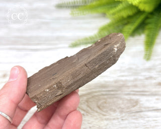 Druzy Permineralised Fossil Wood #2