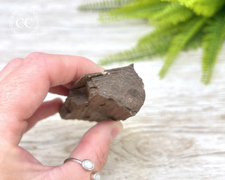 Druzy Permineralised Fossil Wood #2