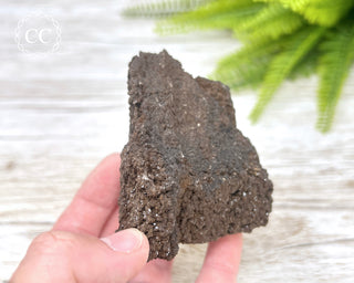 Druzy Permineralised Fossil Wood #1