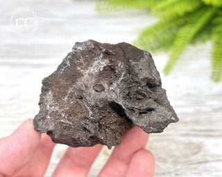 Druzy Permineralised Fossil Wood #4