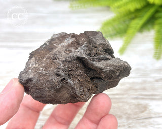 Druzy Permineralised Fossil Wood #4