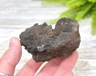 Druzy Permineralised Fossil Wood #4