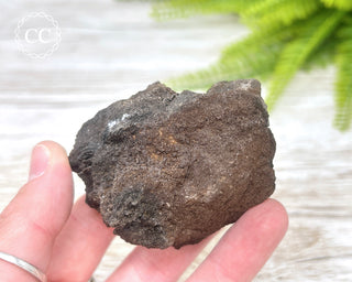 Druzy Permineralised Fossil Wood #4