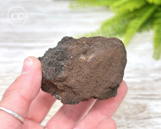 Druzy Permineralised Fossil Wood #4