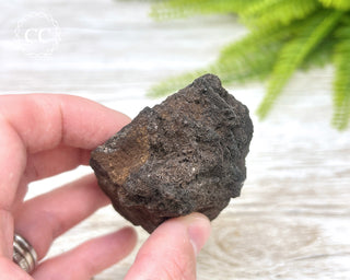 Druzy Permineralised Fossil Wood #4