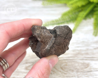 Druzy Permineralised Fossil Wood #4