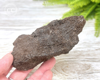 Druzy Permineralised Fossil Wood #5