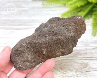 Druzy Permineralised Fossil Wood #5