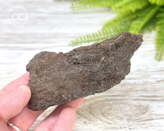 Druzy Permineralised Fossil Wood #5