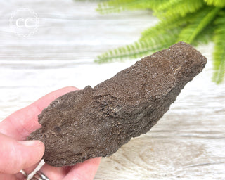 Druzy Permineralised Fossil Wood #5