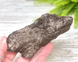 Druzy Permineralised Fossil Wood #5